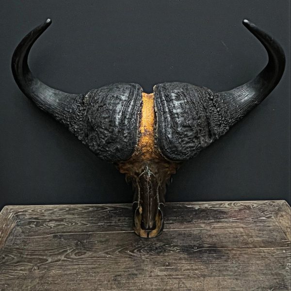 Gemetalliseerde schedel van een Kaapse buffel