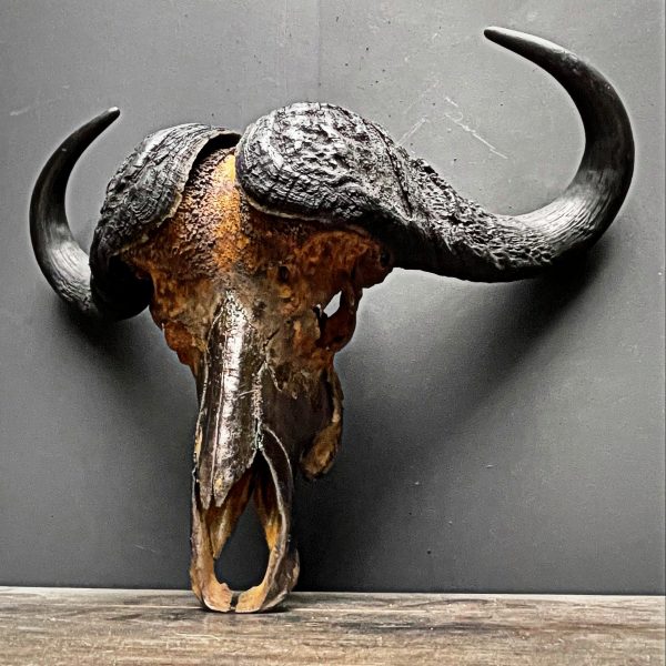Gemetalliseerde schedel van een Kaapse buffel