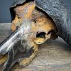 Gemetalliseerde schedel van een Kaapse buffel