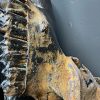 Gemetalliseerde schedel van een Kaapse buffel