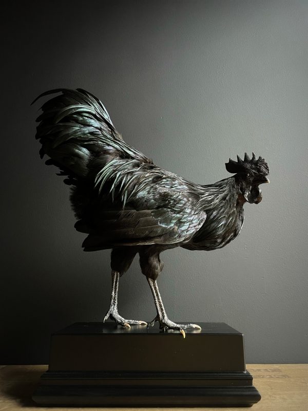 Opgezette haan (Ayam Cemani)