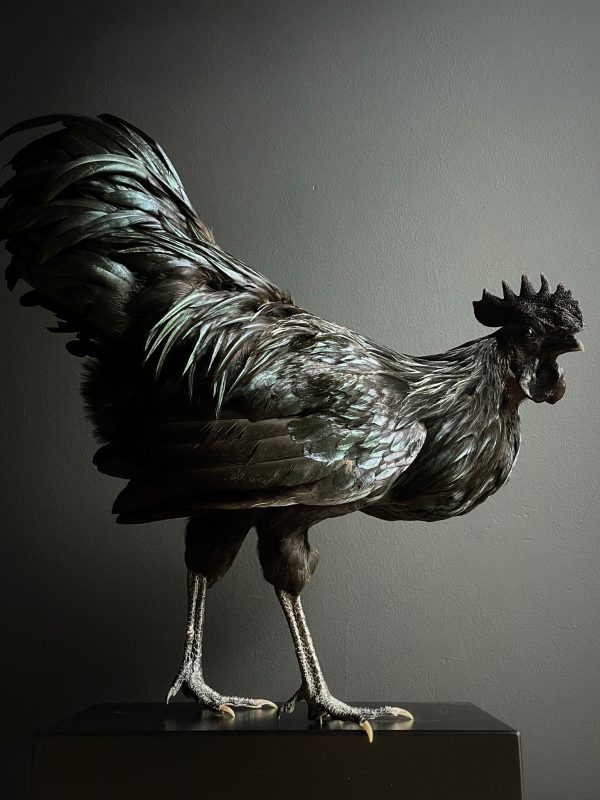 Opgezette haan (Ayam Cemani)