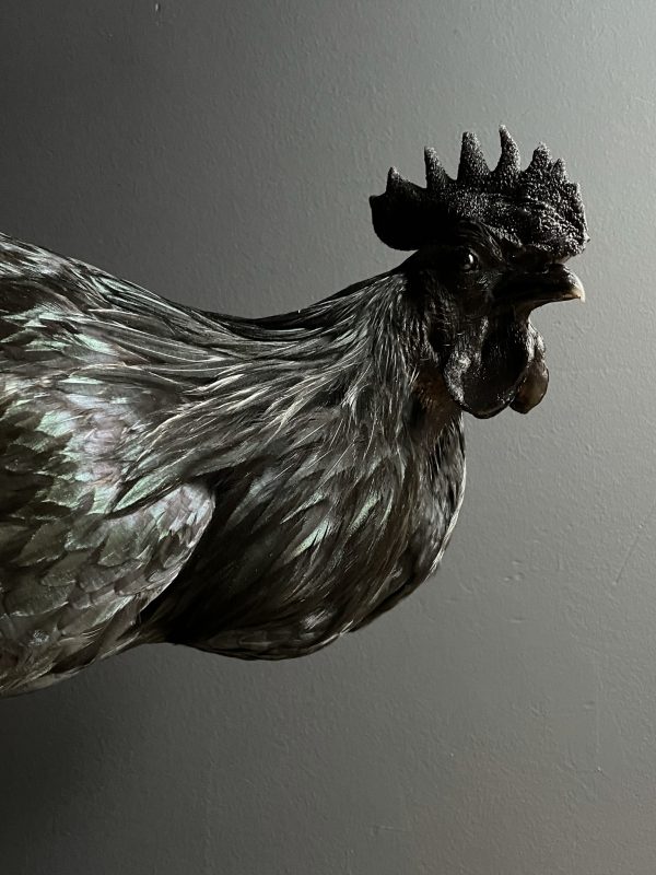 Opgezette haan (Ayam Cemani)