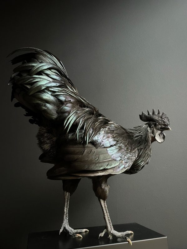 Opgezette haan (Ayam Cemani)