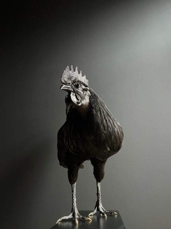 Opgezette haan (Ayam Cemani)