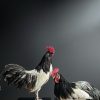 Mounted rooster on black pedestal