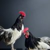 Mounted rooster on black pedestal