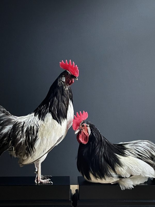 Mounted rooster on black pedestal