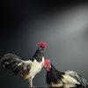 Mounted rooster on black pedestal