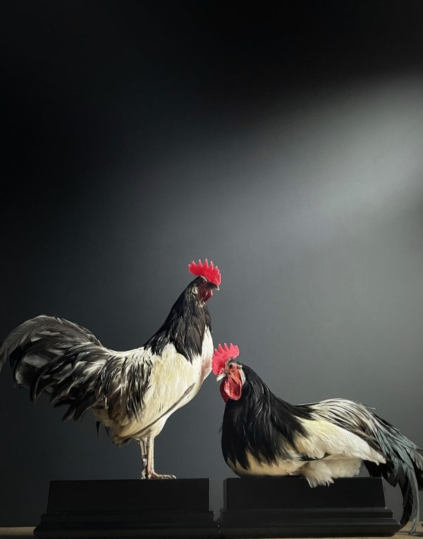 Mounted rooster on black pedestal
