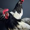 Mounted rooster on black pedestal