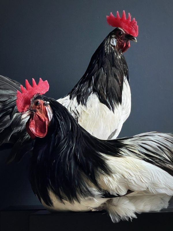 Mounted rooster on black pedestal