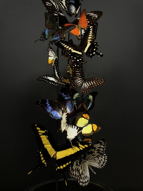 Antieke stolp met kleurrijke vlinders