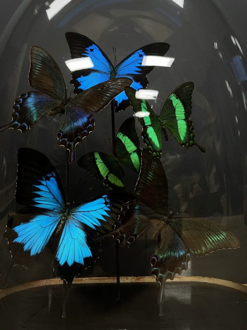 Antieke ovale stolp met kleurrijke vlinders