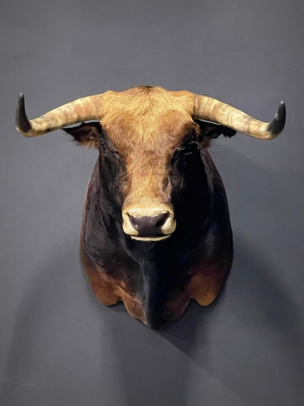 Opgezette kop van een Spaanse stier
