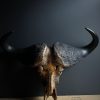 Gemetalliseerde Kaapse buffelschedel