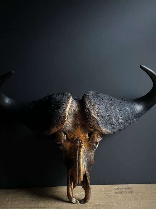 Gemetalliseerde Kaapse buffelschedel