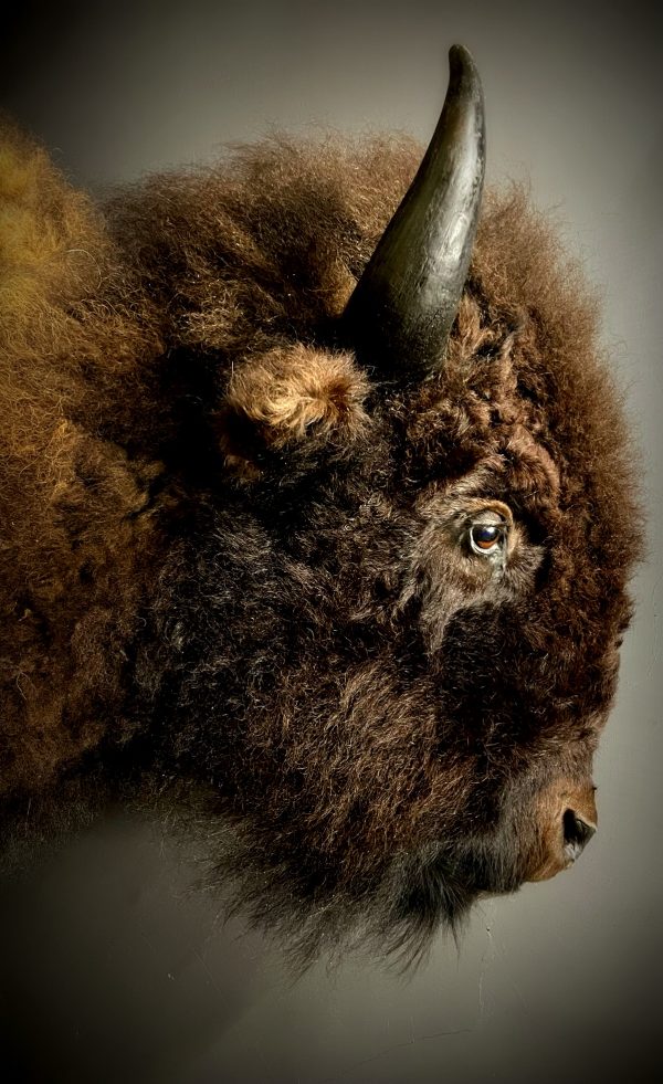 Opgezette kop van een bizon.