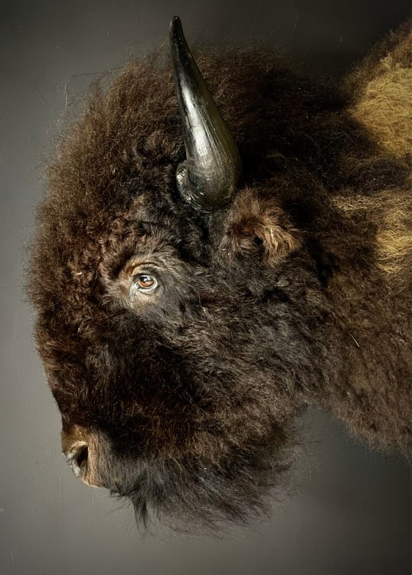 Opgezette kop van een bizon.