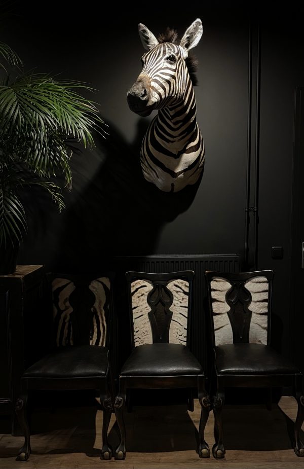 3 antieke stoelen bekleed met zebrahuid