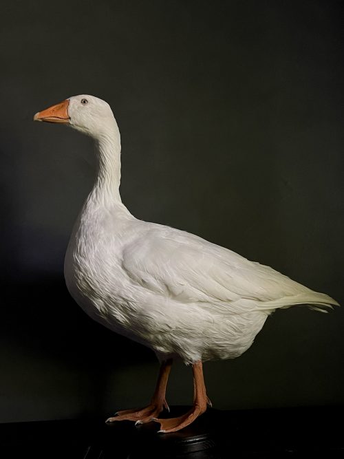 Opgezette witte boeren gans