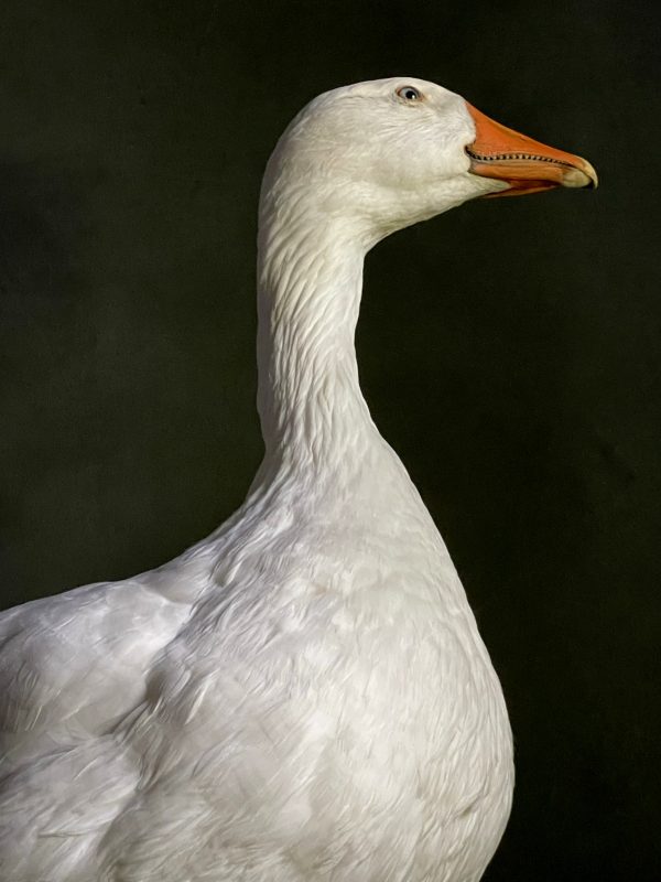 Opgezette witte boeren gans