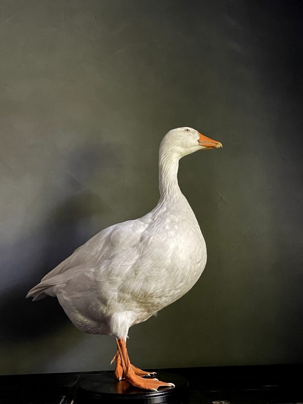 Opgezette witte boeren gans