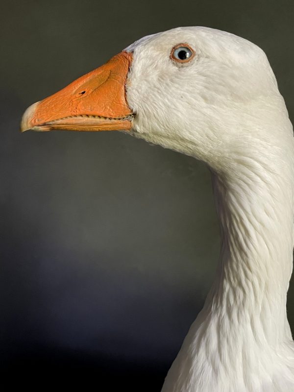 Opgezette witte boeren gans