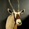 Ausgestopfter Kopf eines Oryx Antilope.