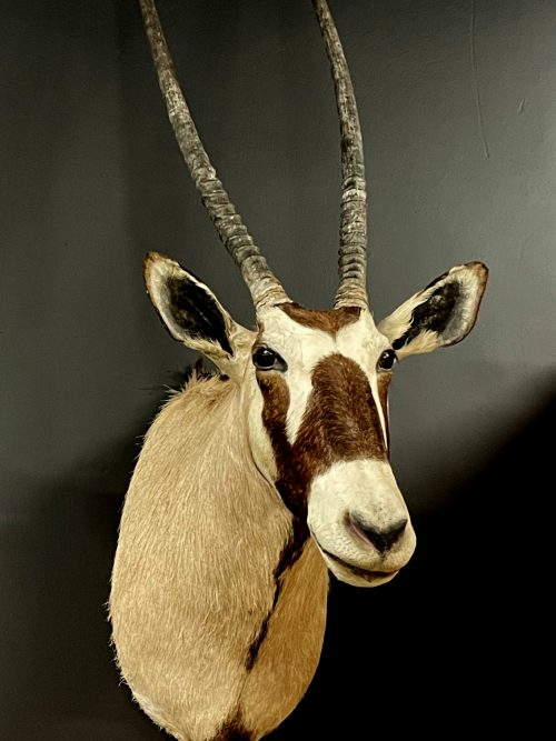 Ausgestopfter Kopf eines Oryx Antilope.