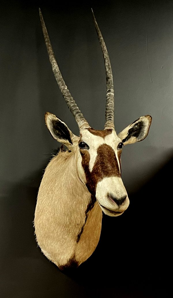 Ausgestopfter Kopf eines Oryx Antilope.