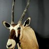 Ausgestopfter Kopf eines Oryx Antilope.