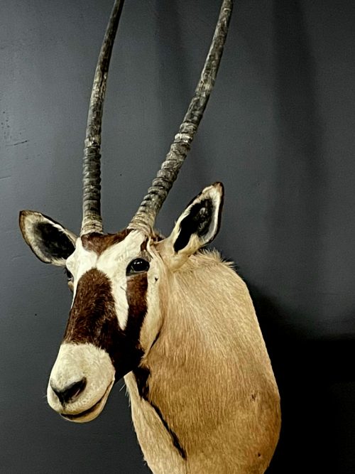 Ausgestopfter Kopf eines Oryx Antilope.