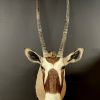 Taxidermy head of an oryx