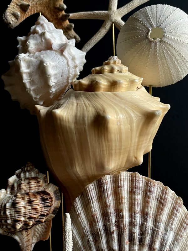 Antieke stolp met zeesterren en schelpen