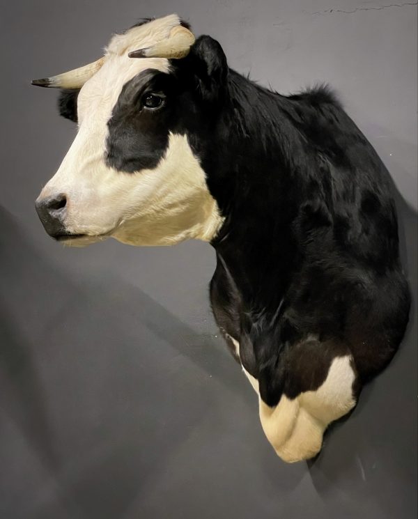 Opgezette kop van een blaarkop koe