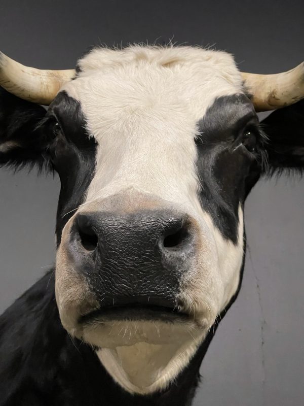 Opgezette kop van een blaarkop koe