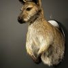 Opgezet kopje van een Bennett wallaby