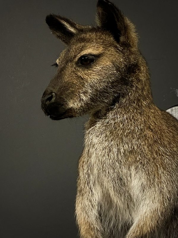 Opgezet kopje van een Bennett wallaby