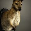 Opgezet kopje van een Bennett wallaby