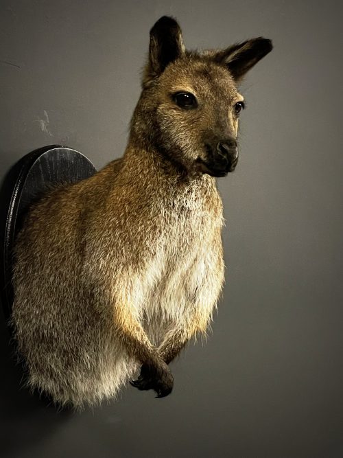 Opgezet kopje van een Bennett wallaby