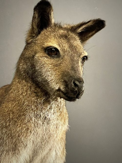 Opgezet kopje van een Bennett wallaby