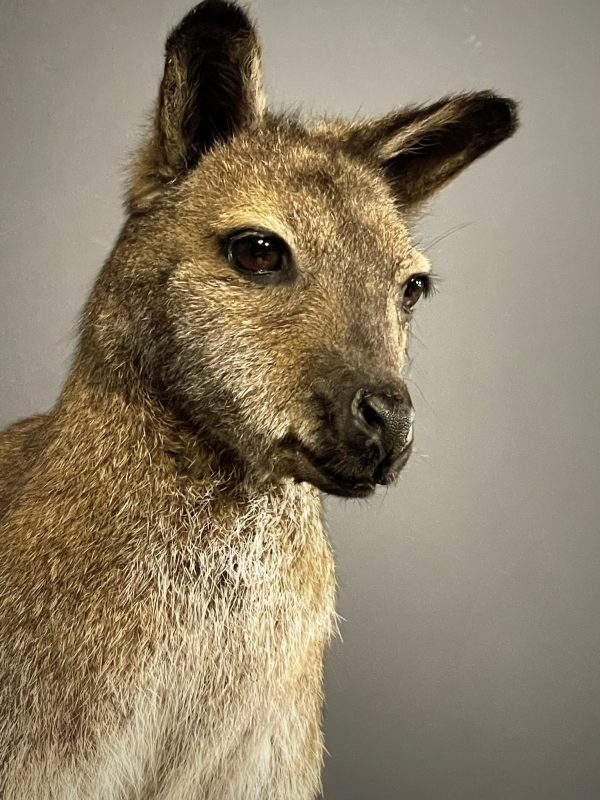 Opgezet kopje van een Bennett wallaby