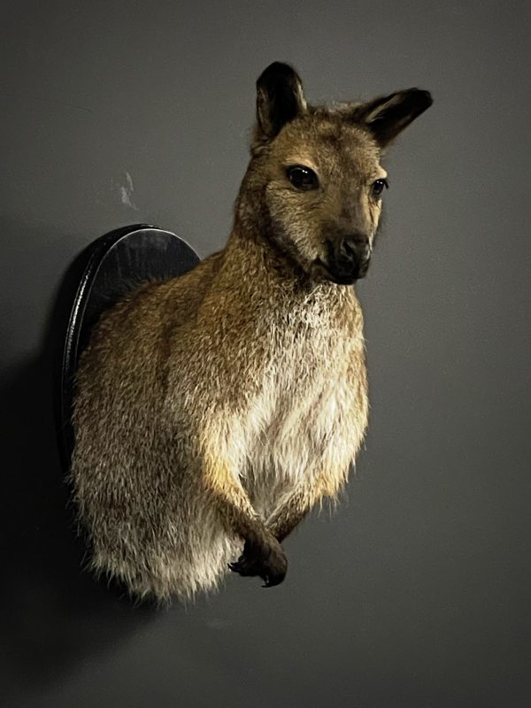 Opgezet kopje van een Bennett wallaby