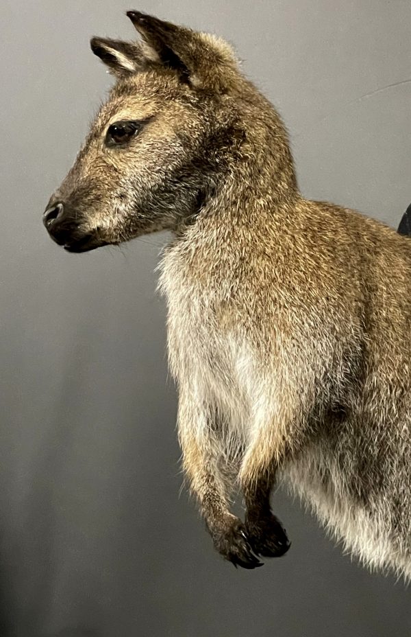 Opgezet kopje van een Bennett wallaby