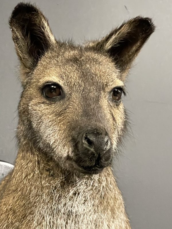 Opgezet kopje van een Bennett wallaby