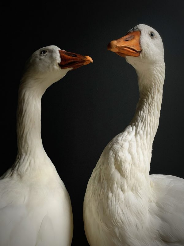 Opgezette witte boeren gans