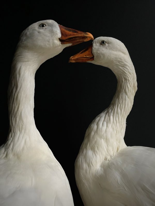 Opgezette witte boeren gans