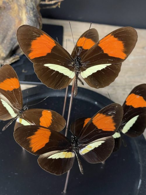 Moderne vlinderstolp met vlinders