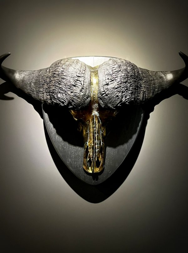 Schedel van een Kaapse Buffel